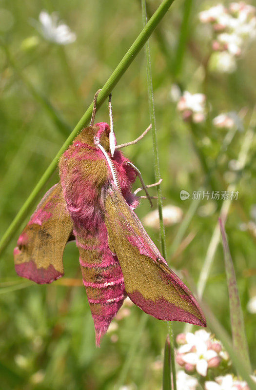 小象鹰蛾(Deilephila porcellus)